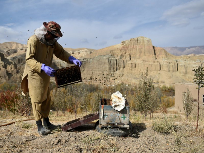 Une apicultrice afghane devant une ruche de la coopérative de Yakawlang, dans le centre de l'Afghanistan, le 5 novembre 2016 - Wakil KOHSAR [AFP]