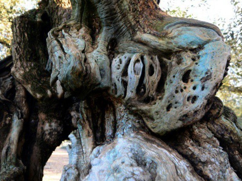 Le tronc du plus ancien olivier d'Espagne à Uldecona le 6 décembre 2016 - JOSE JORDAN [AFP]