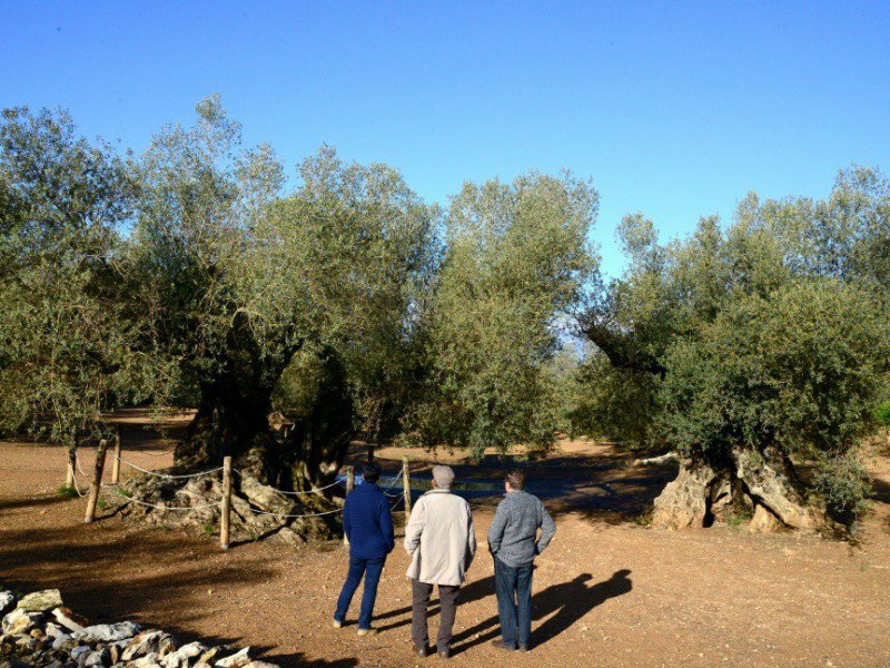 Des hommes regardent le plus ancien olivier d'Espagne à Uldecona le 6 décembre 2016 - JOSE JORDAN [AFP/Archives]