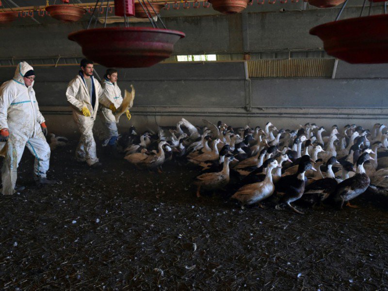 Sébastien Pujos (g) éleveur de canards et ses employés conduisent leurs canards hors du hangar pour procéder à leur abattage suite à un cas de grippe aviaire, à Belloc-Saint-Clamens, le 6 janvier 2017 - REMY GABALDA [AFP]