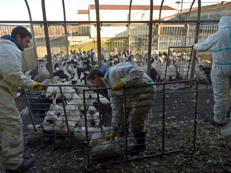 Des éleveurs se préparent à abattre les canards après un cas de grippe aviaire, à  Belloc-Saint-Clamens, le 6 janvier 2017 - REMY GABALDA [AFP]