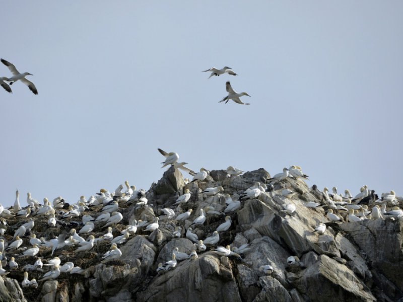 Une colonie de fous de bassan dans la réserve des Sept-Îles dans les Côtes-d'Armor le 7 août 2014 - MIGUEL MEDINA [AFP/Archives]