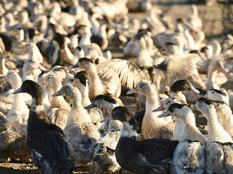 La plupart des foyers infectieux se concentrent dans le Gers et les Landes, principaux producteurs de canards gras - REMY GABALDA [AFP/Archives]