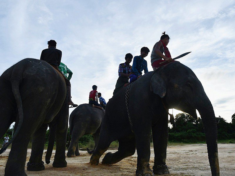 Le nombre d'éléphants sauvages a été divisé par deux en moins d'une décennie en Birmanie - YE AUNG THU [AFP/Archives]