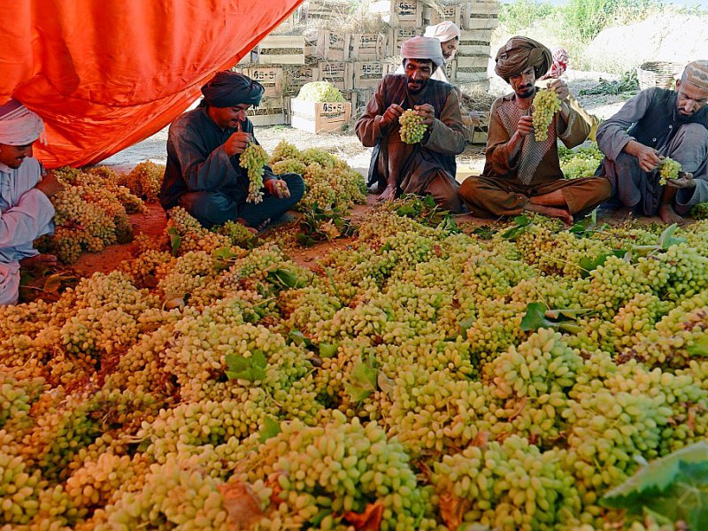 Des agriculteurs préparent des grappes de raisin dans une ferme près de Kandahar, le 20 juillet 2016, en Afghanistan - JAVED TANVEER [AFP/Archives]