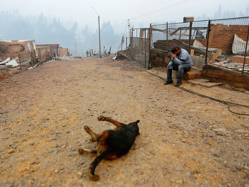 La localité Santa Olga, au Chili dévastée par les feux de forêt, le 26 janvier 2017 - PABLO VERA LISPERGUER [AFP]