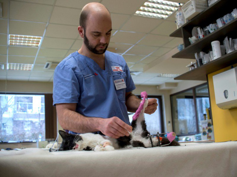 Le Dr Vladislav Zlatinov, chirurgien vétérinaire examine les pattes arrières du chat Steven, âgé de 8 mois, avant de lui greffer des pattes artificielles, le 26 janvier 2017 à Sofia, en Bulgarie - NIKOLAY DOYCHINOV [AFP]