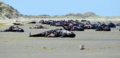 Echouage massif de baleines pilotes, le 17 février 2015 sur la plage de Farewell spit en Nouvelle-Zélande - Marty Melville [AFP/Archives]