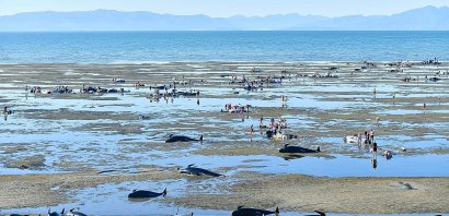 Des centaines de volontaires s'efforçent de maintenir les baleines au frais en attendant de pouvoir profiter de la marée haute pour les remettre à l'eau, le 11 février 2017 à Farewell Spit - Marty MELVILLE [AFP]