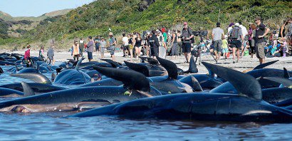 Des volontaires en nombre sont venus au secours des baleines échouées, le11 février 2017 à Farewell Spit, mais des centaines de baleines sont mortes - Marty MELVILLE [AFP]