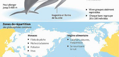 La baleine pilote - Gal ROMA [AFP]