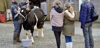 Cédric Briand présente sa vache Fine, égérie du 54e Salon de l'Agriculture de Paris,  à des visiteurs le 14 février 2017 à Plesse dans l'ouest de la France - LOIC VENANCE [AFP]