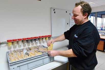 Un employé de l'usine Alifel, dans la Sarthe, teste des échantillons de soja et de maïs, le 3 février 2017, à Loué - JEAN-FRANCOIS MONIER [AFP/Archives]