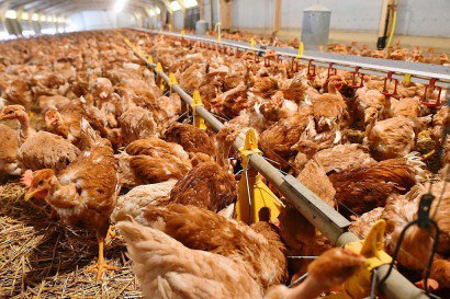 Des poulets de Loué, nourris sans OGM, dans un élevage sarthois de Crannes-en-Champagne, le 3 février 2017 - JEAN-FRANCOIS MONIER [AFP/Archives]