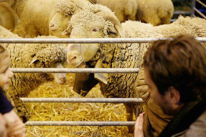Des moutons le 25 février 2017 au salon de l'Agriculture à Paris - GEOFFROY VAN DER HASSELT [AFP]