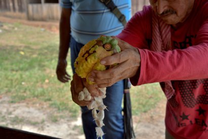 Un fermier tient une fève de cacao à Guerima, en Colombie, le 17 février 2017 - GUILLERMO LEGARIA [AFP]