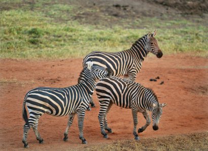 Des zèbres dans la réserve de Tsavo, près de Voi, au Kenya, le 16 février 2017 - TONY KARUMBA [AFP]