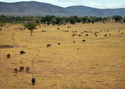 Des éléphants et des buffles dans la réserve du Tsavo, près de Voi, au Kenya, le 16 février 2017 - TONY KARUMBA [AFP]