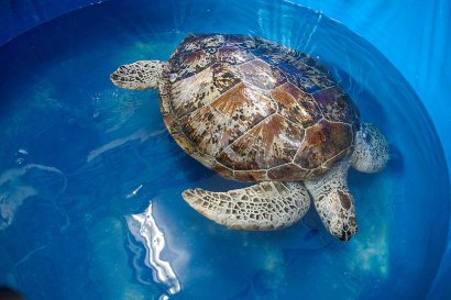 La tortue qui avait avalé 915 pièces de monnaie réapprend à nager à Bangkok, le 12 mars 2017 - Roberto SCHMIDT [AFP]