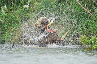 Grizzli adulte qui attrape un saumon. - Fabrice SIMON - Fabrice SIMON/BIOSPHOTO