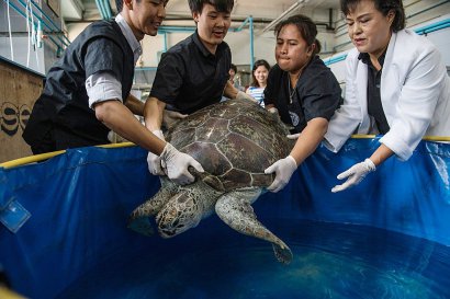 "Tirelire" la tortue et l'équipe du centre de recherche aquatique de l'hôpital de Chulalongkorn, le 12 mars 2017 à Bangkok - Roberto SCHMIDT [AFP/Archives]