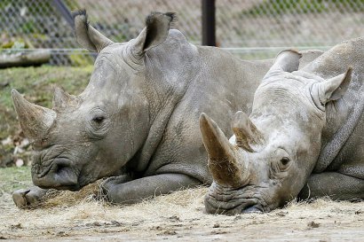 Bruno (G) et Gracie, les deux rhinocéros restant au zoo de Thoiry, le 8 mars 2017, au lendemain de la mort de leur comparse Vince, 4 ans, abattu de trois balles dans la tête, la corne principale sciée et volée - THOMAS SAMSON [AFP]