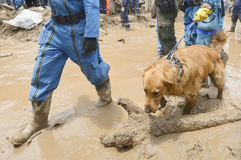 Un chien sauveteur recherche des victimes de la coulée de boue, le 3 avril 2017 à Mocoa, en Colombie - LUIS ROBAYO [AFP]