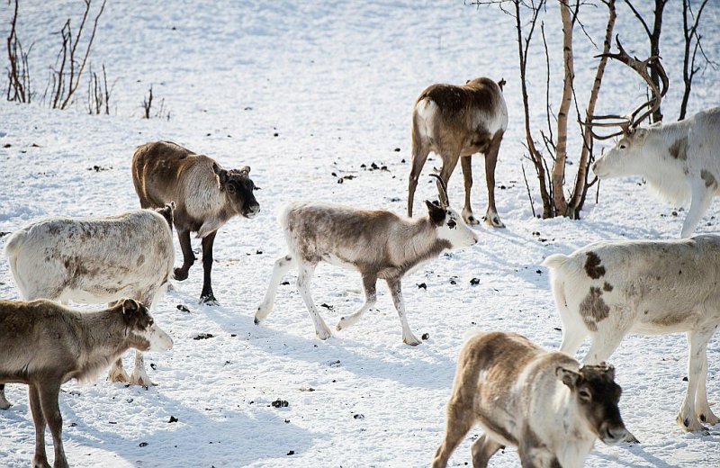 Des rennes à Kautokeino, une ville du comté de Finnmark, située dans le nord-est de la Norvège, le 16 mars 2017 - Jonathan NACKSTRAND [AFP]