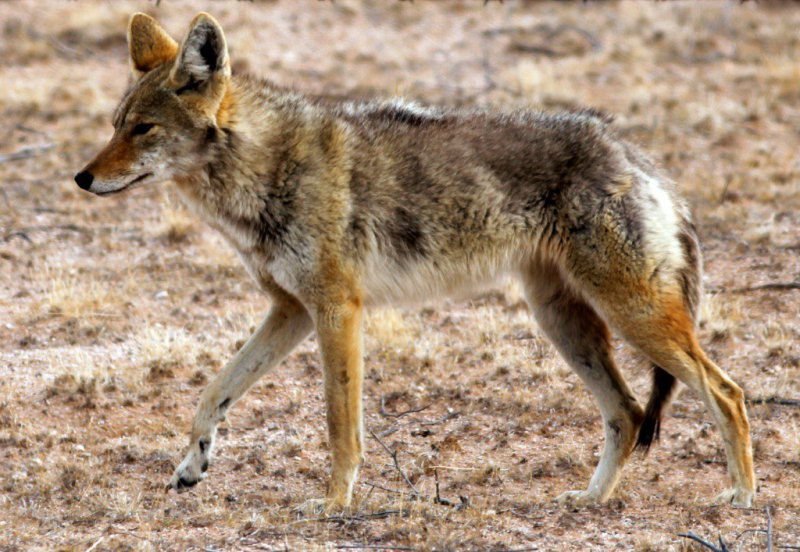 Photo fournie par la réserve de la biosphère de Pinacate et du désert d'Altar d'un coyote, le 31 mars 2016, près de la frontière entre le Mexique et les Etats-Unis - Miguel Angel Grageda [AFP]