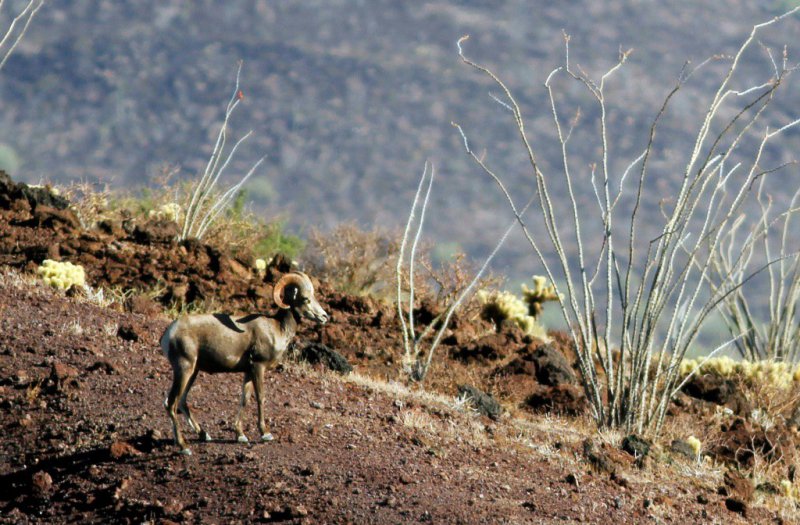 Photo fournie par la réserve de la biosphère de Pinacate et du désert d'Altar d'un mouflon, le 12 juillet 2016, près de la frontière entre le Mexique et les Etats-Unis - MIGUEL ANGEL GRAGEDA [AFP]