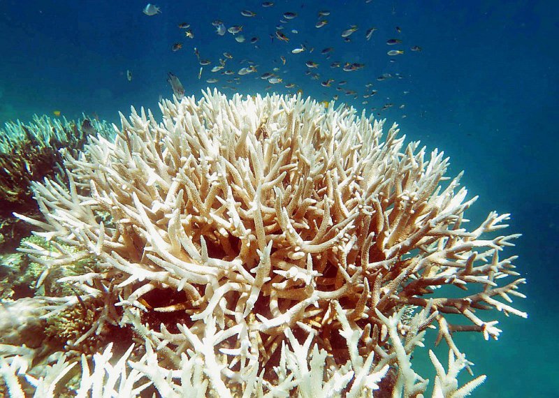 Un récif de corail blanchi dans la Grande barrière de corail, sur une photo prise par Bette Willis et fournie par le Centre d'excellence pour les études sur les récifs coralliens de l'Australian Research Council (ARC) - Nette WILLIS [ARC Centre of Excellence for Coral Reef Studies/AFP]
