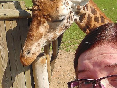 Les girafes de Cerza (Calvados) se sont même prêtées au jeu des selfies. - Audrey