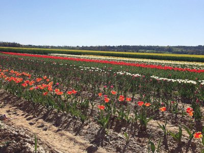 Falaise vente de tulipes au profit de la recherche contre le cancer sous un magnifique soleil - Sylvie