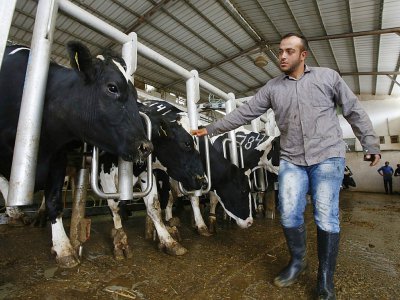 Les déjections des mille vaches de la ferme Jebrini produisent 380 kilowatts par heure à Hébron, en Cisjordanie, ici le 10 avril 2017 - HAZEM BADER [AFP]