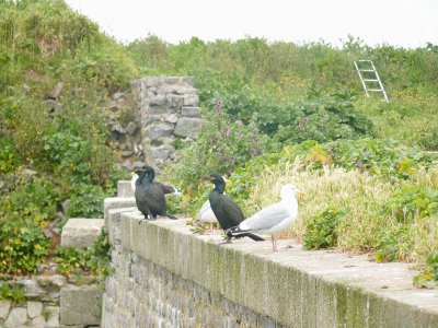 Saint-Marcouf est un sanctuaire pour les oiseaux marins comme les cormorans et les goélands. - Célia Caradec