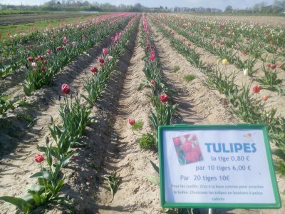 tulipes pour la lutte contre le cancer - Gilles Anthoine