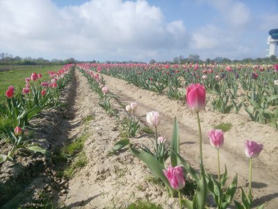 Tulipes pour la lutte contre le cancer - cueillette à Octeville-sur-Mer en face de l'aéroport - Gilles Anthoine