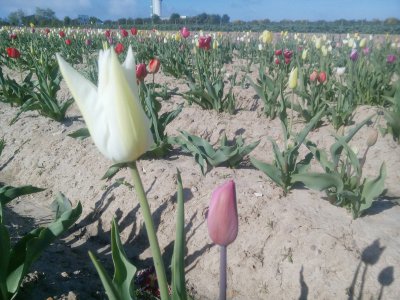 tulipes - Gilles Anthoine