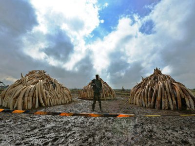 Le 22 avril 2016, à Nairobi, des pyramides d'ivoire et une pile de cornes de rhinocéros vont être brûlées, un geste symbolique pour lutter contre le commerce d'ivoire et de produits d'espèces menacées - TONY KARUMBA [AFP/Archives]