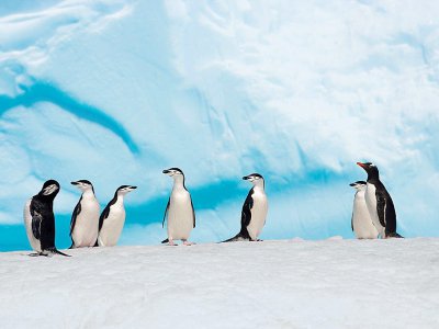 Un groupe de manchots sur la banquise de l'Antarctique, sur une photo fournie par le "Pew Charitable Trust" le 25 avril 2017 - John B. WELLER [THE PEW CHARITABLE TRUSTS/AFP]