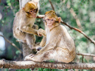 Des singes magot ou macaques de Barbarie, dans une forêt près d'Azrou, dans les montagnes du Moyen Atlas, le 15 avril 2017 au Maroc - FADEL SENNA [AFP]