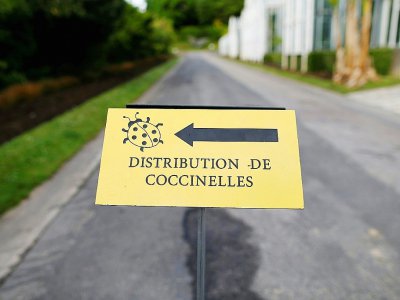 Distribution de coccinelles à Caen, le 12 mai 2017, dans le nord de la France - CHARLY TRIBALLEAU [AFP]
