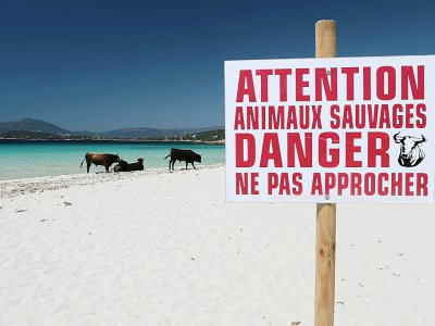 Des bovins sauvages sur la plage Mare e Sole, dans le Golfe d'Ajaccio, le 17 mai 2017 - PASCAL POCHARD-CASABIANCA [AFP]