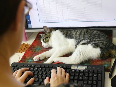 Plusieurs sociétés au Japon ont misé sur les animaux pour contribuer à réduire stress et anxiété. - YOKO AKIYOSHI [AFP]