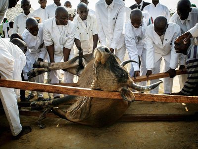 Des croyants kimbanguisent apportent en offrande une vache bringuebalée sur un brancard de fortune, le 25 mai 2017 à Nkamba (République démocratique du Congo, RDC) - JOHN WESSELS [AFP]