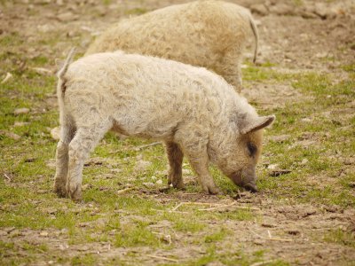 La ferme des enfants accueille d'adorables cochons laineux.