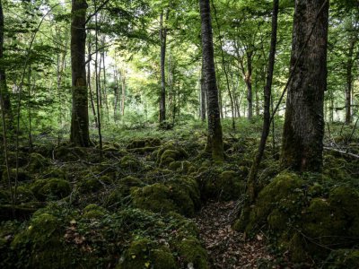 Des arbres du parc national des forêts de Champagne et Bourgogne qui ouvrira en 2019, le 23 mai 2017 près de Châtillon-sur-Seine, en Côte d'Or - PHILIPPE DESMAZES [AFP]
