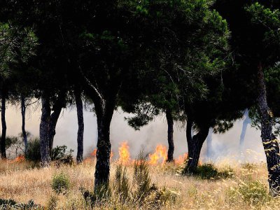 Un incendie a atteint le parc naturel de Doñana dans le sud de l'Espagne, le 25 juin 2017 près de Mazagon - CRISTINA QUICLER [AFP]