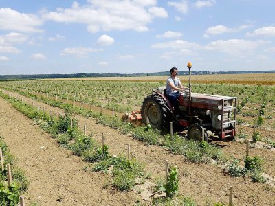 Julien Bustis, oenologue de la "Winerie Parisienne", conduit un tracteur entre les rangées de jeunes vignes à Davron dans les Yvelines, le 4 juillet 2017 - Simon VALMARY [AFP]