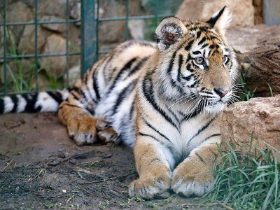 Un tigre de Sibérie découvert en mars à l'aéroport de Beyrouth qui doit commencer une nouvelle vie en France, à Aley, au Liban, le 10 juillet 2017 - ANWAR AMRO [AFP]